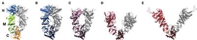 Global Dynamics of Yeast Hsp90 Middle and C-Terminal Dimer Studied by Advanced Sampling Simulations